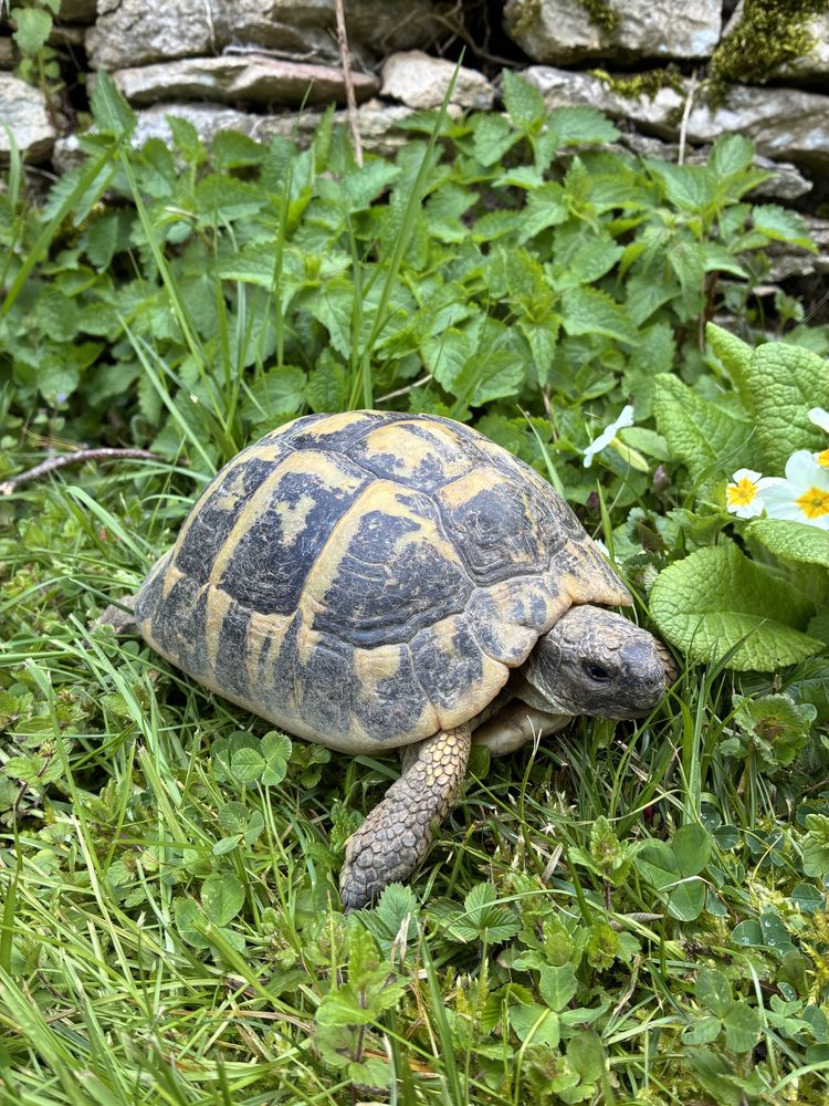 Magnifique couple de tortues 350 71460 Saint-gengoux-le-national