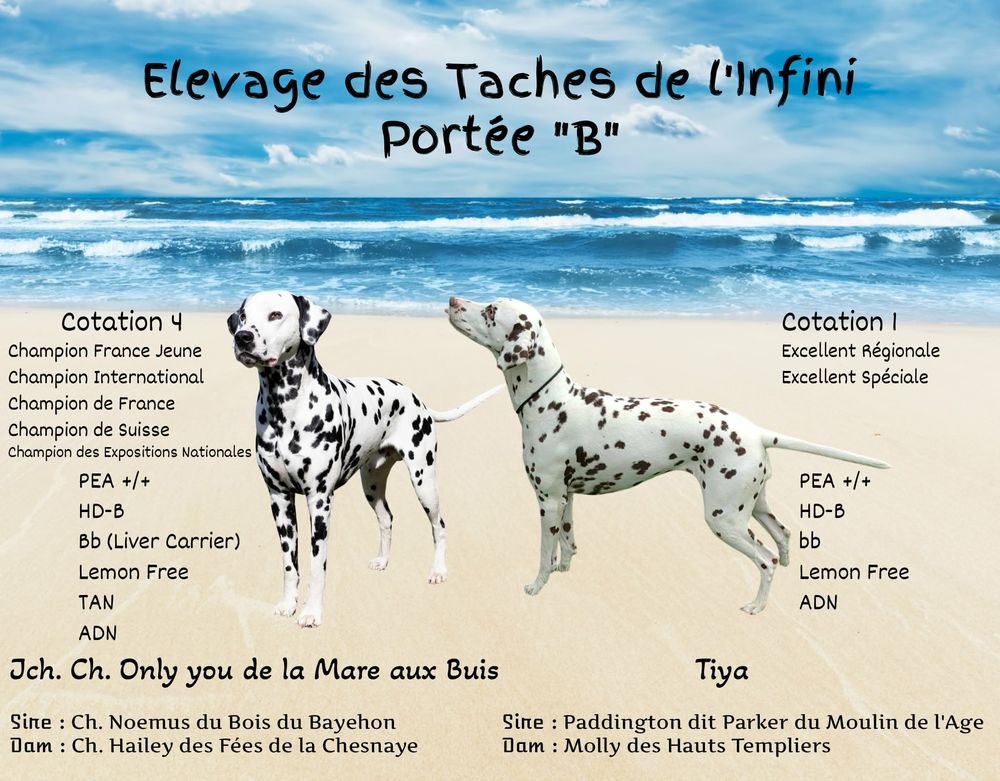 chiots Dalmatien 1400 77560 Courchamp