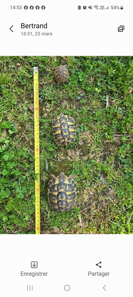 Tortues de terre 50 06130 Grasse