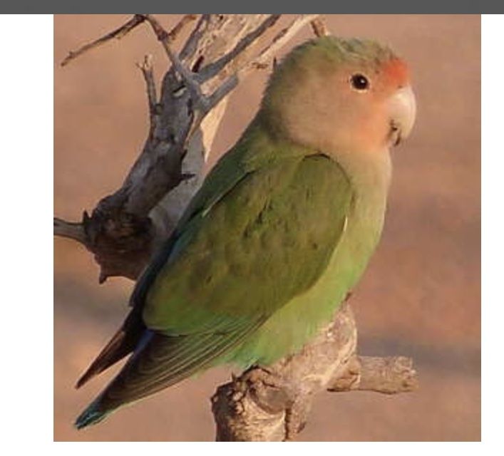 Jeunes ins&eacute;parables roseicollis 20 60310 Amy