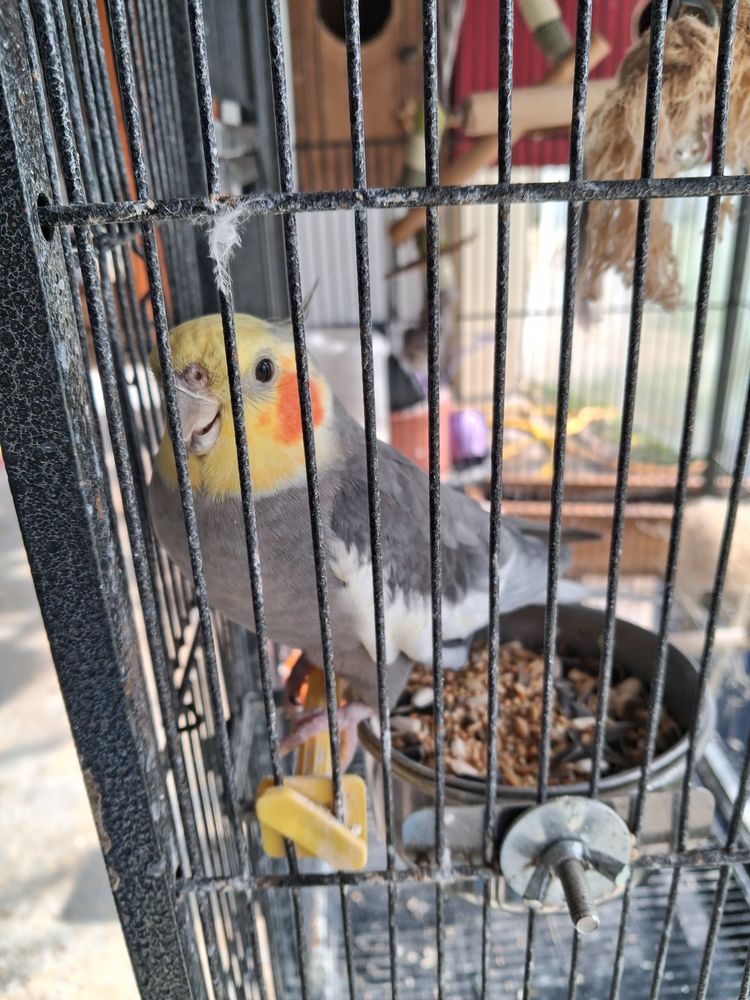  perruche calopsittes 60 77450 Montry