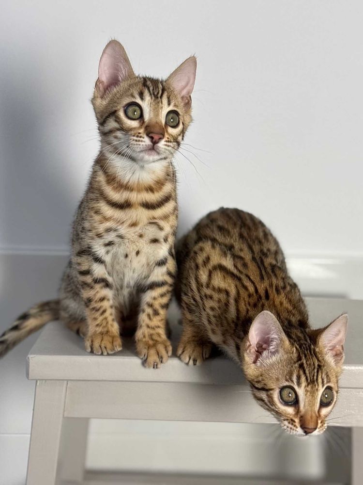 Magnifique Chaton Bengal Brown &agrave; rosettes pur race LOOF 1800 59570 Bettrechies