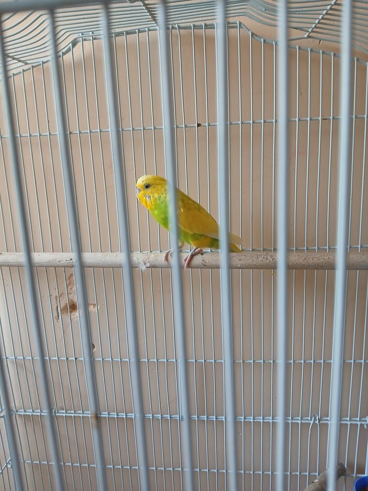 A placer jeune perruche 0 92220 Bagneux