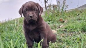 chiot labrador chocolat 900 40390 Saint-laurent-de-gosse