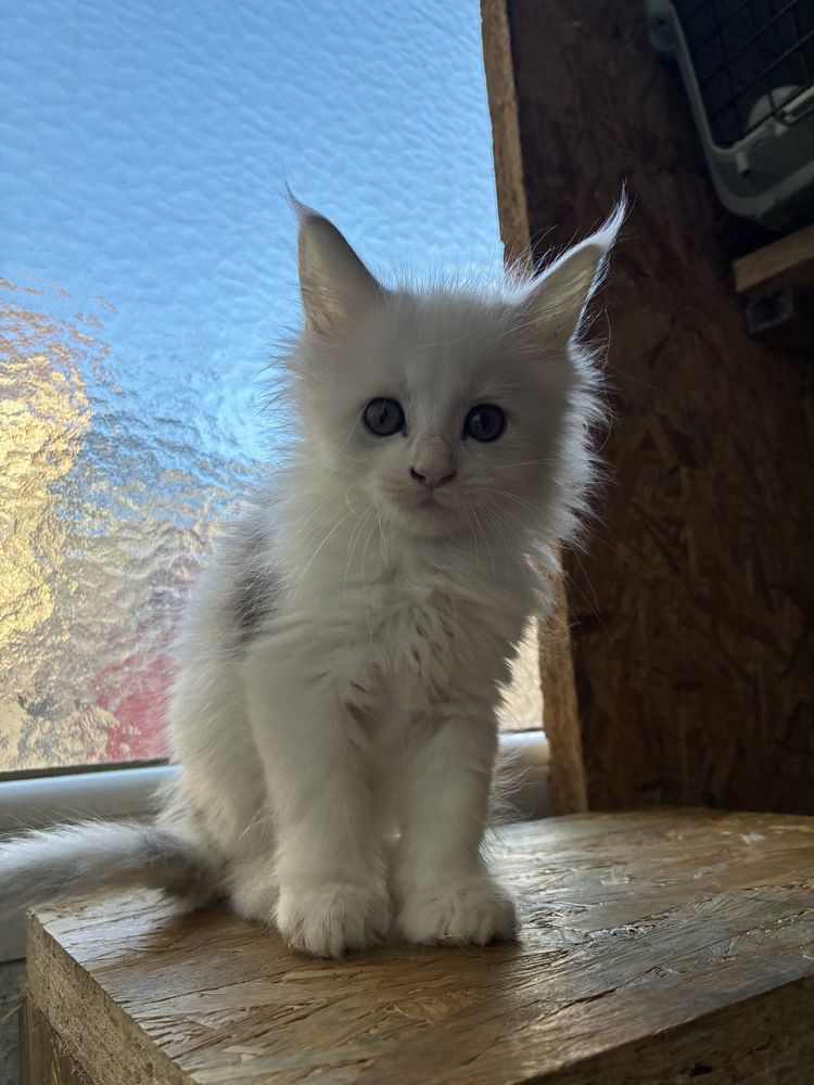 Maine coon LOOF 1300 83100 Toulon