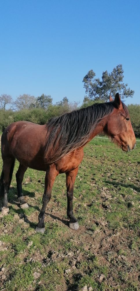 Jument trotteuse r&eacute;form&eacute;e tr&egrave;s douce 0 49440 Cand�