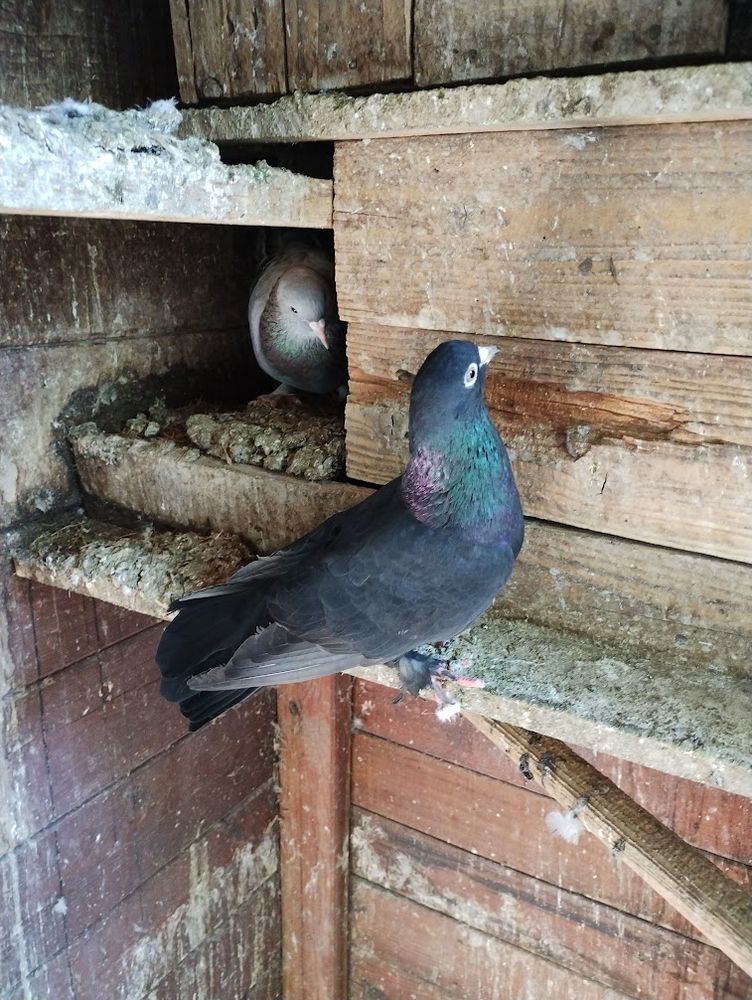 5 pigeons culbutants 50 84130 Le pontet