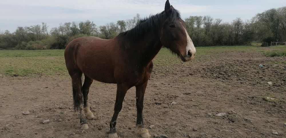 Cheval hongre 0 49440 La cornuaille