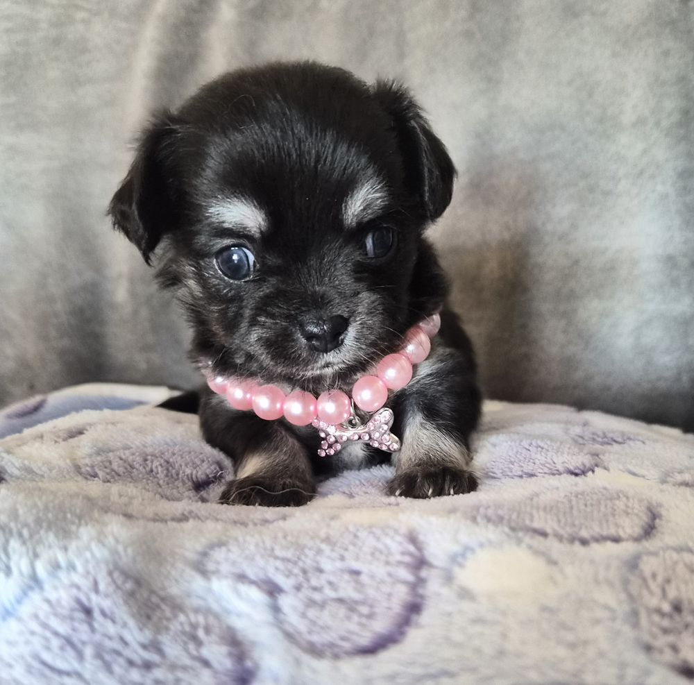 Chiots Chihuahua 0 13013 Marseille