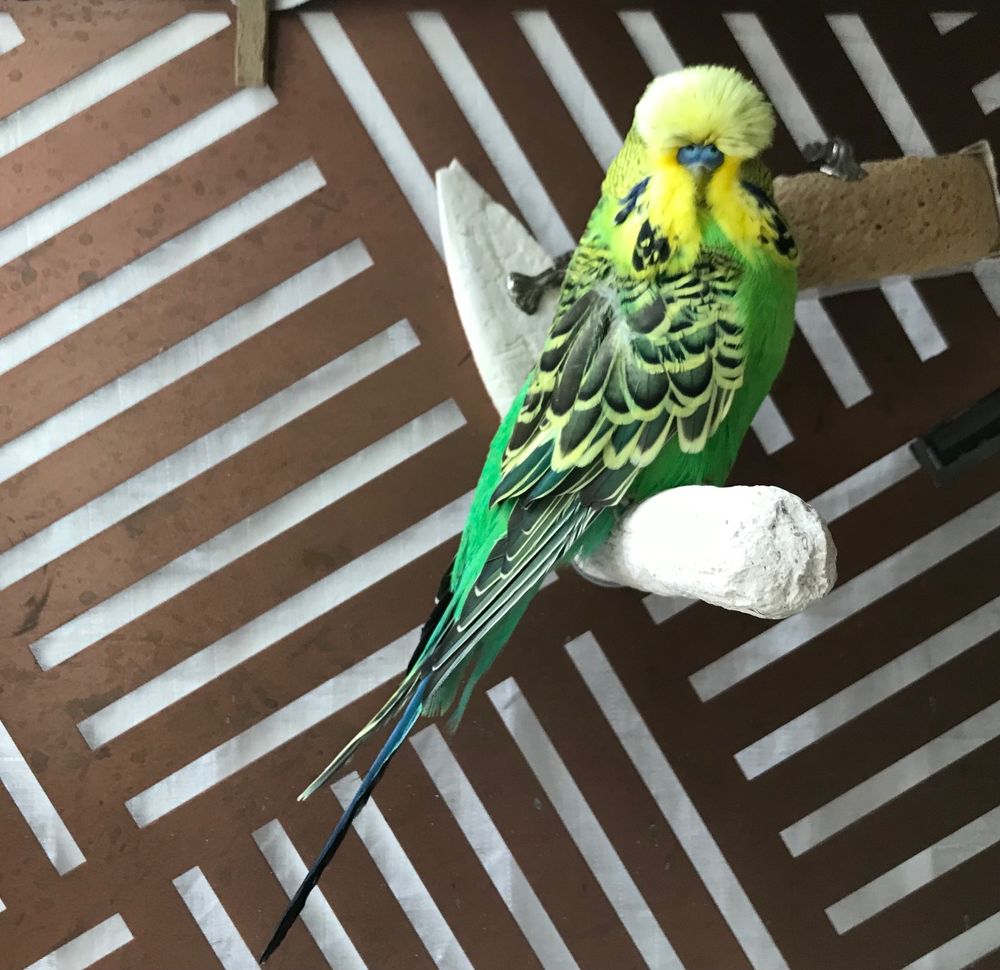 Perruche verte ondul&eacute;e
30 75004 Paris