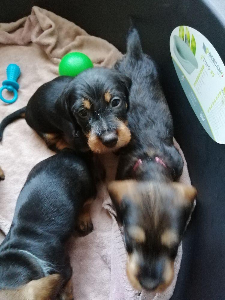 teckel poil dur
1000 16230 Mansle