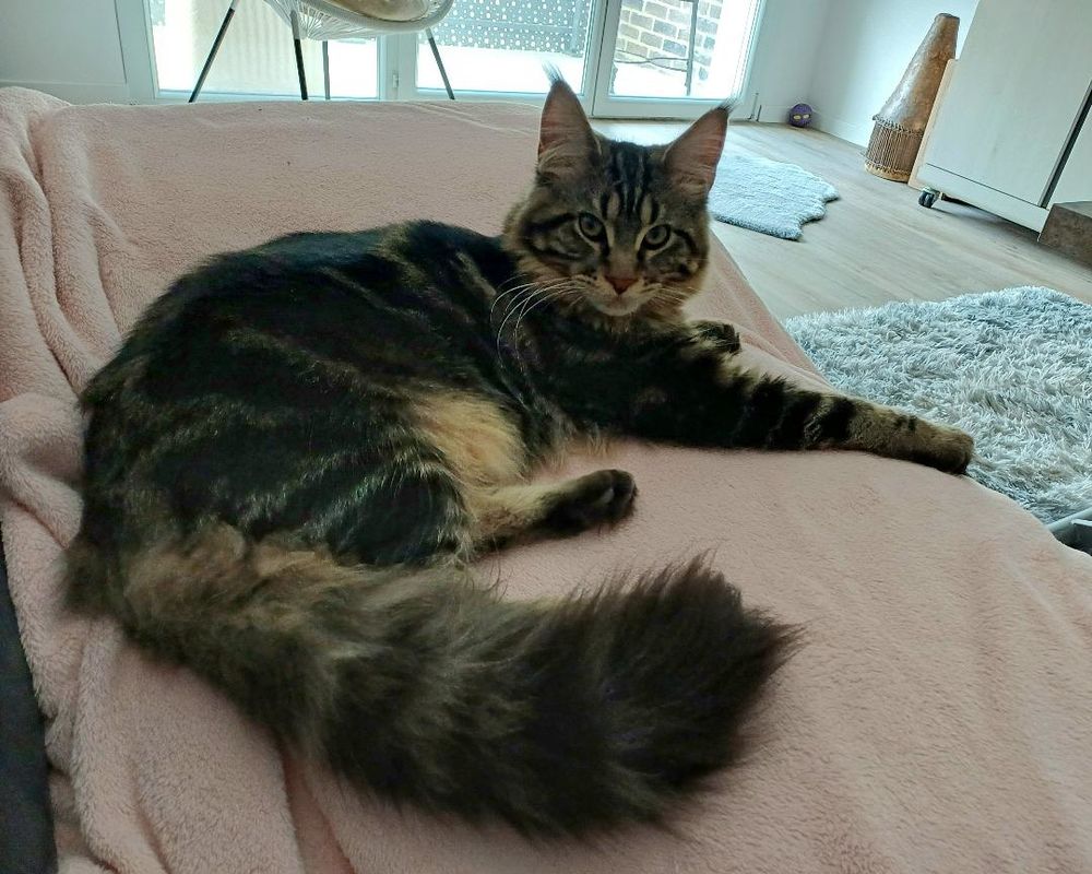 CHATON MALE maine coon loof
800 51100 Reims