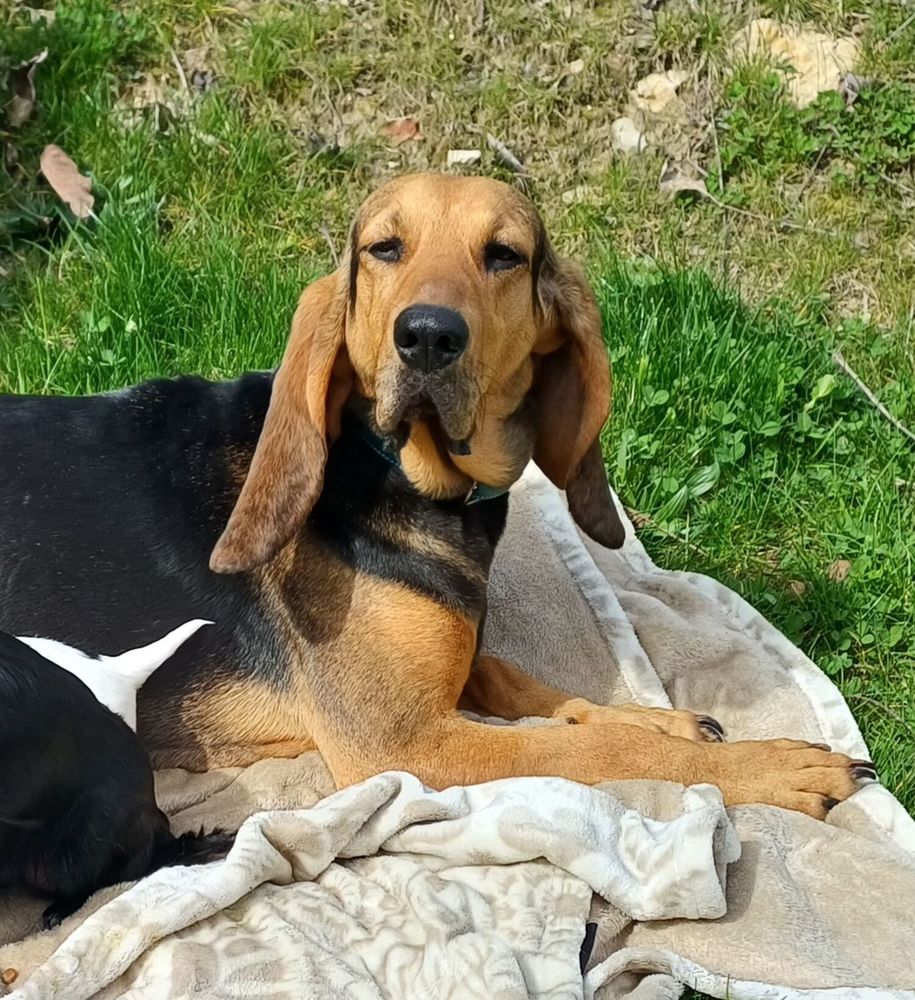 cherche famille pour adorable chienne 0 01370 Saint-�tienne-du-bois