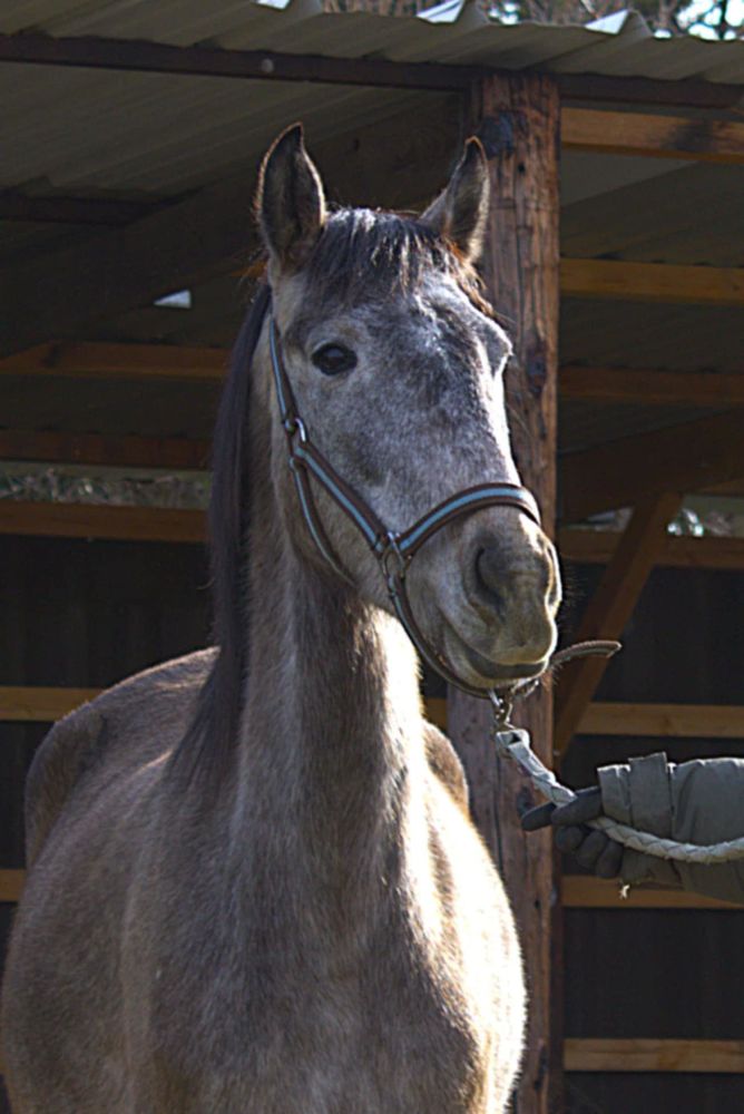 jument barbe espagnol 2200 34450 Vias