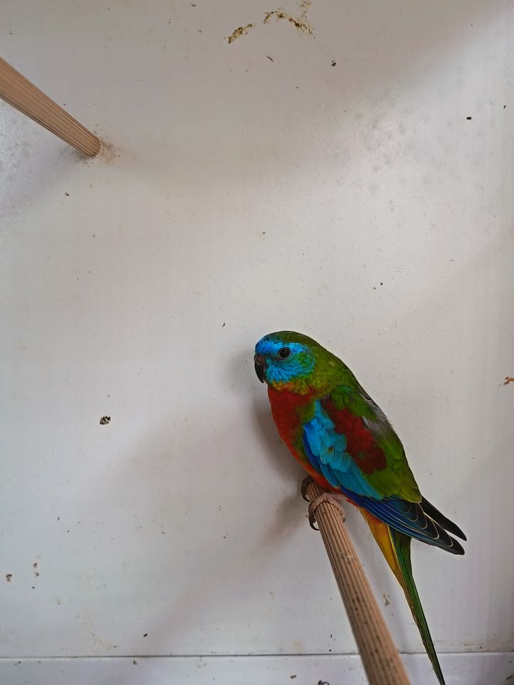 Perruche Turquoisine 35 44580 Bourgneuf-en-retz