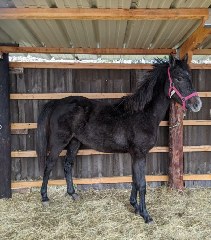 pouliche de 2 ans barbe arabe 1800 34450 Vias