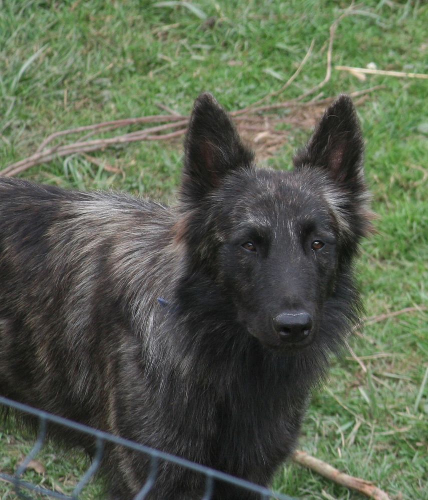  M&acirc;le Berger Hollandais poil long 900 08400 Vouziers