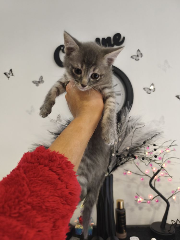 Chaton 0 59590 Raismes