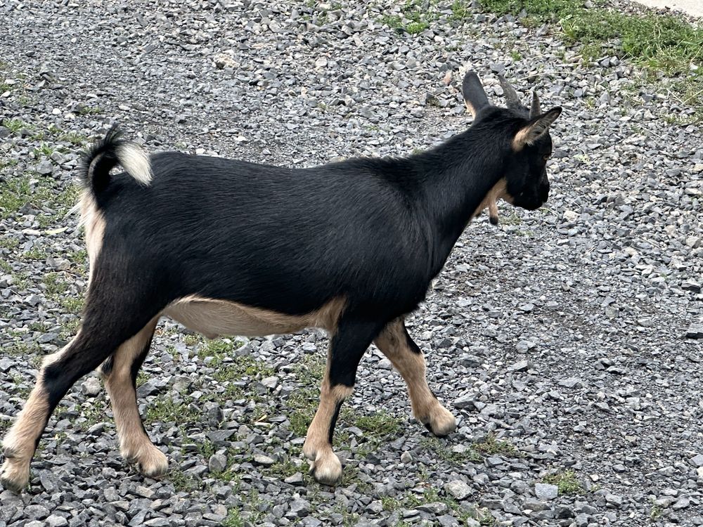 Bouc nain castr&eacute; 100 07310 La rochette