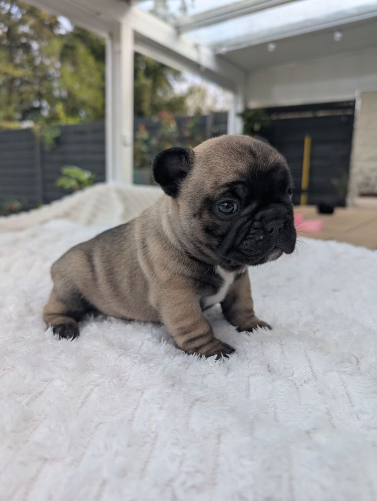 B&eacute;b&eacute; bouledogue fran&ccedil;ais 0 77380 Combs-la-ville