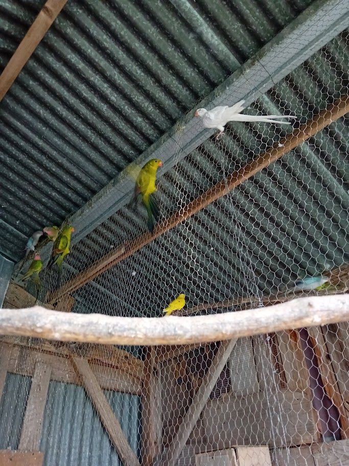 perrruche princessses  de galle et m&eacute;lanures 70 51130 Villeseneux