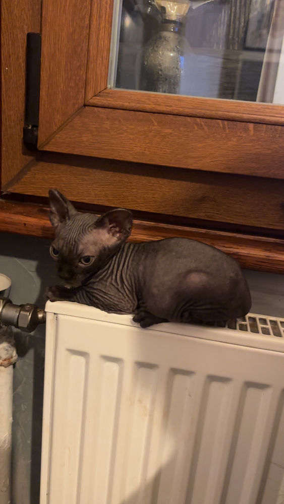 SPHYNX 1300 01170 Cessy