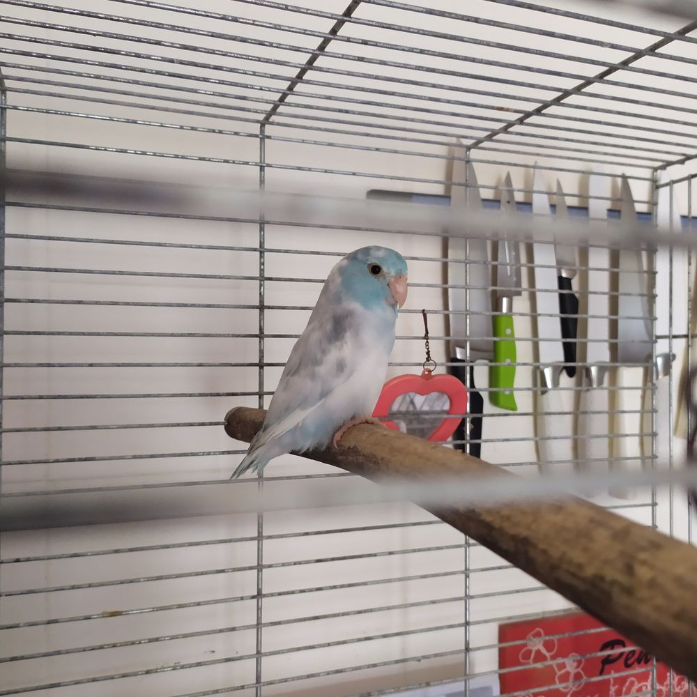 Toui c&eacute;leste 45 69540 Irigny