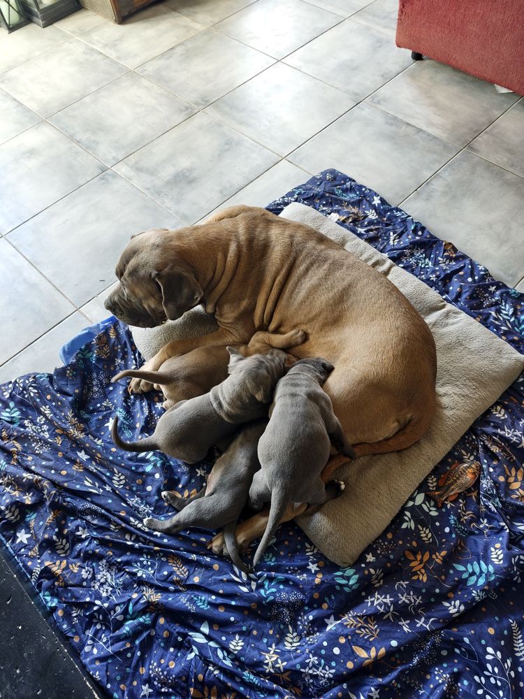 Chiots LOF Cane Corso 2000 41130 Meusnes