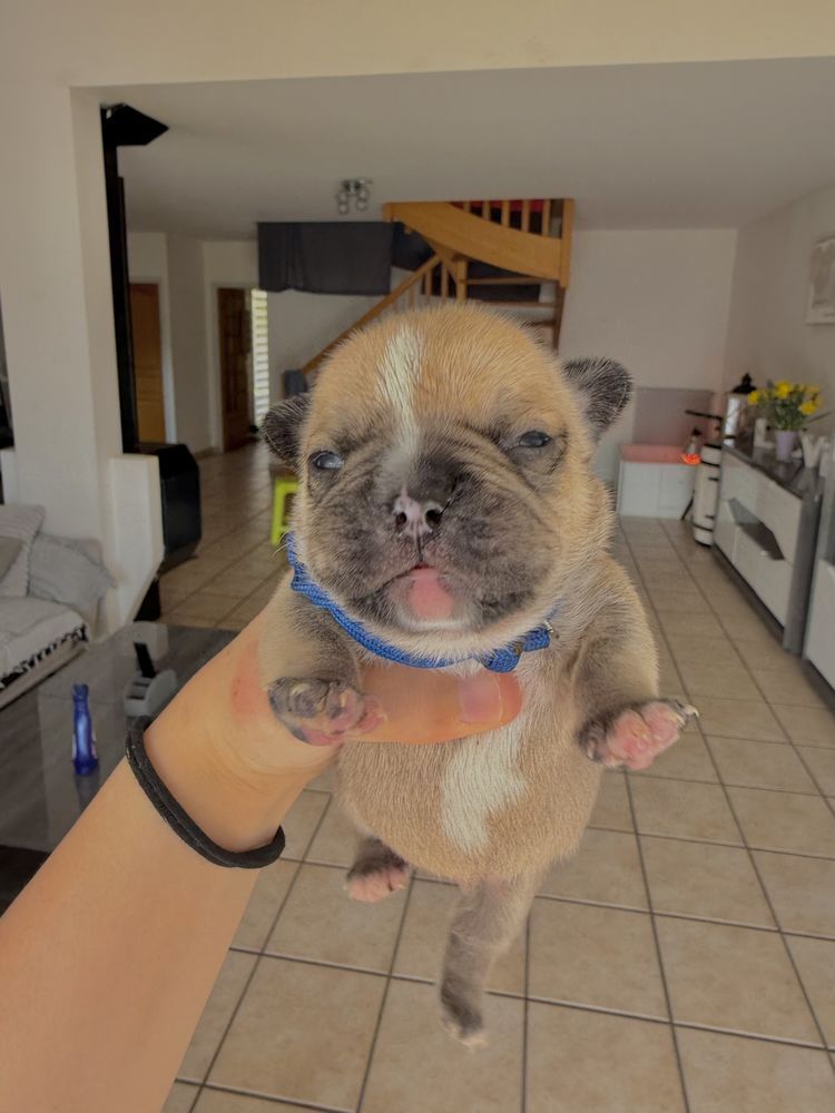 ? Chiots Bouledogue Fran&ccedil;ais &agrave; r&eacute;server 0 63530 Volvic