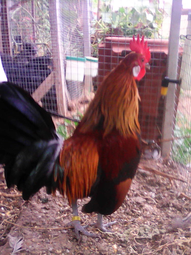 oeufs f&eacute;cond&eacute;s 1 09000 Foix