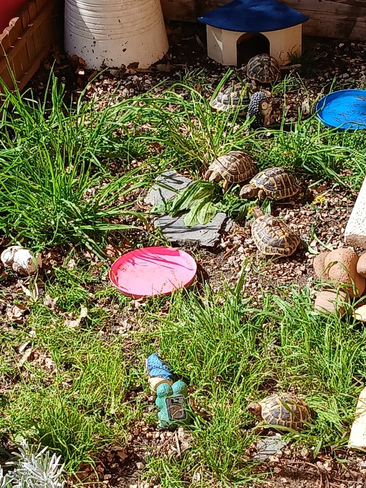 Ttortue hermann de 3 ans a 11 ans 70 84000 Avignon