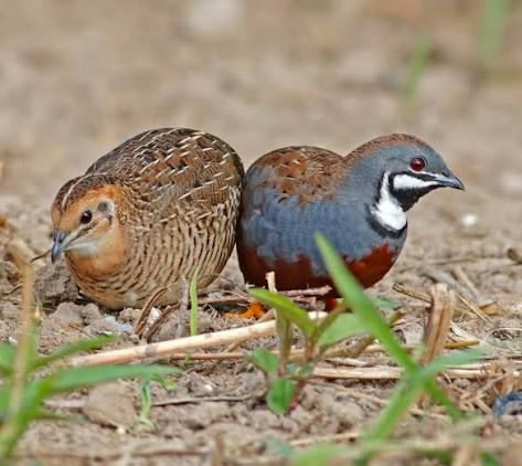 Couple caille du Japon 0 31770 Colomiers