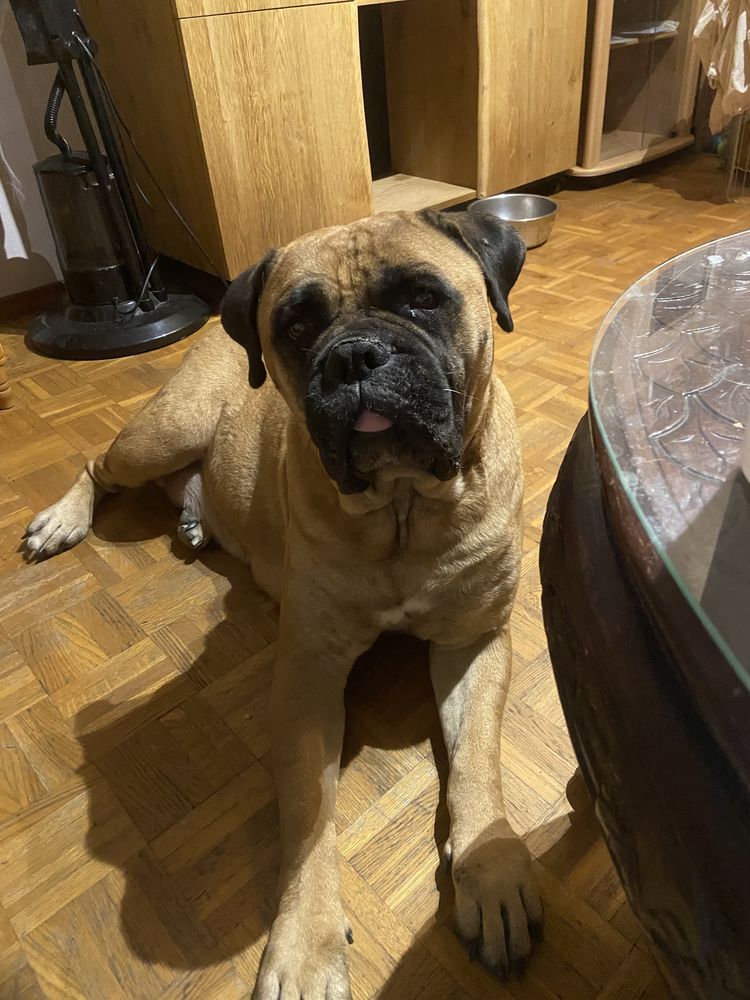 Donne femelle bullmastiff 0 13800 Istres