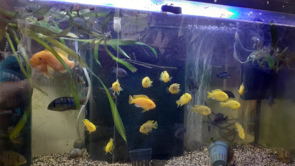 Don ou &eacute;change poissons aquarium. 5 34600 B�darieux