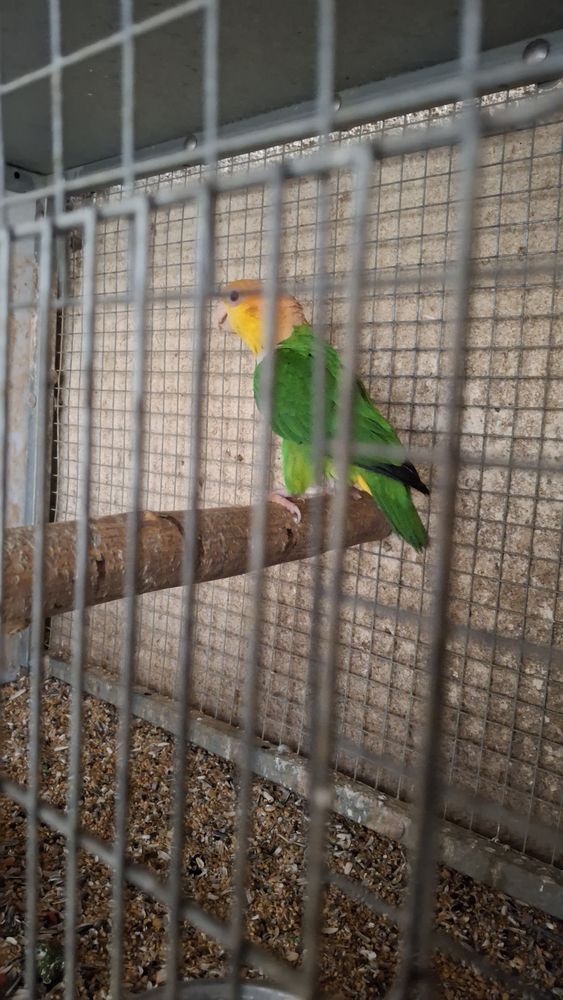 caiques cuisses verte 500 13129 Salin de giraud