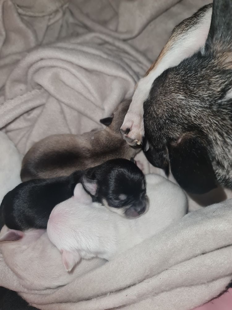 Chihuahua &agrave; r&eacute;serv&eacute; pour don 0 11390 Les martys