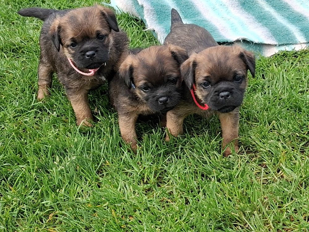 A reserver Chiots border terrier 1200 17770 Brizambourg