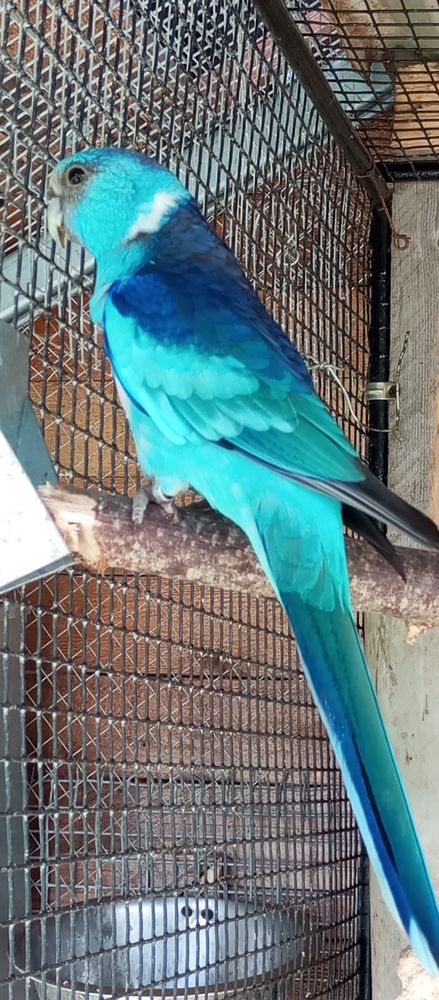 Perruche de Barnard bleu cobalt 200 49410 Le marillais