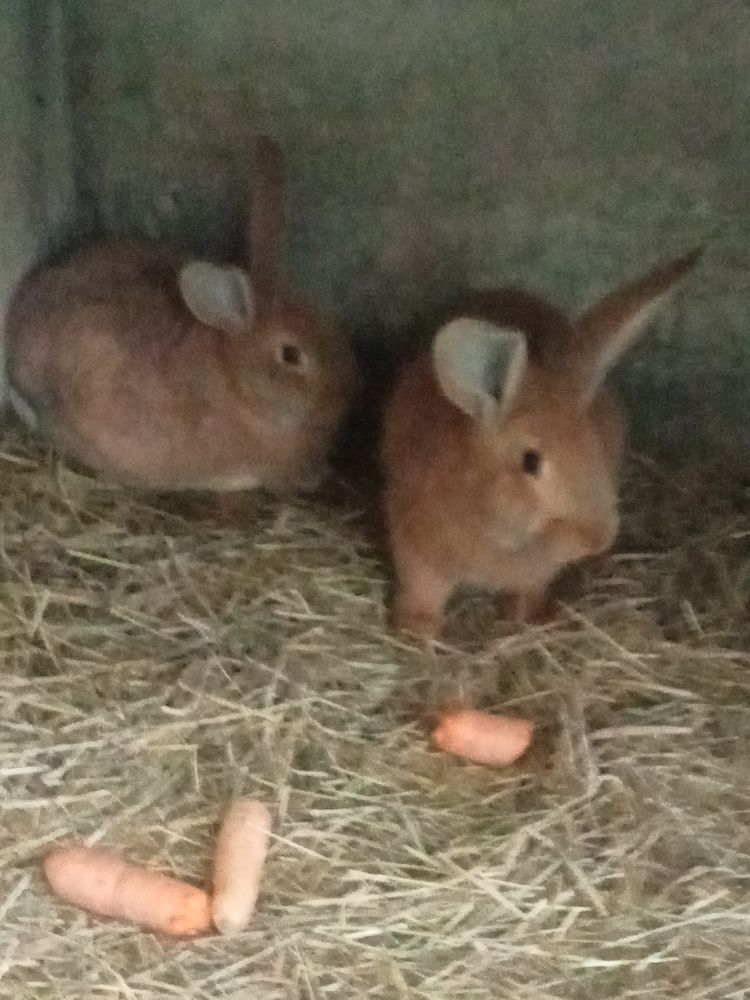 Lapin fauve de bourgonne 10 50300 Avranches