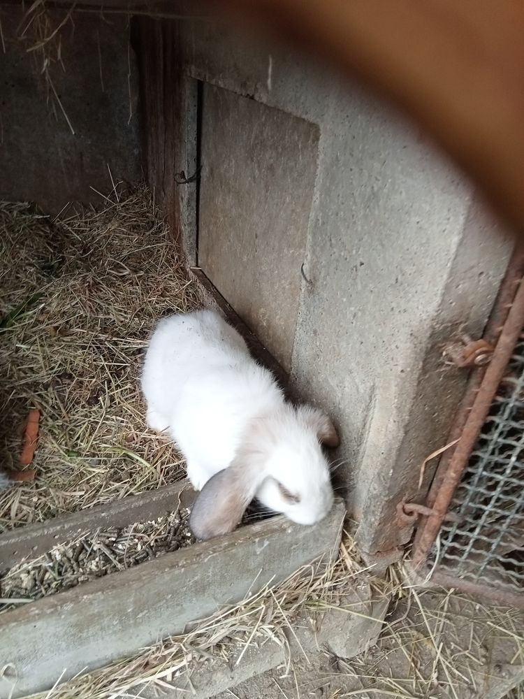 Lapin b&eacute;lier 20 50300 Avranches