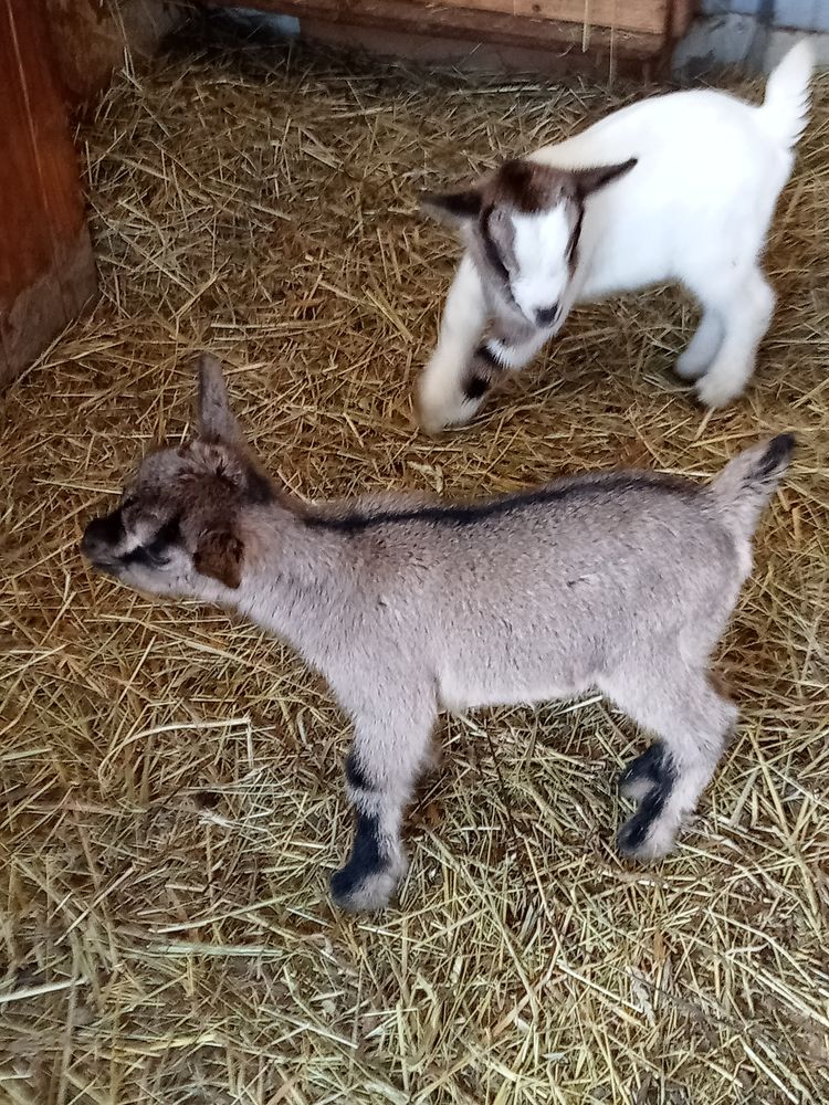 Ch&egrave;vre naine 170 50300 Avranches