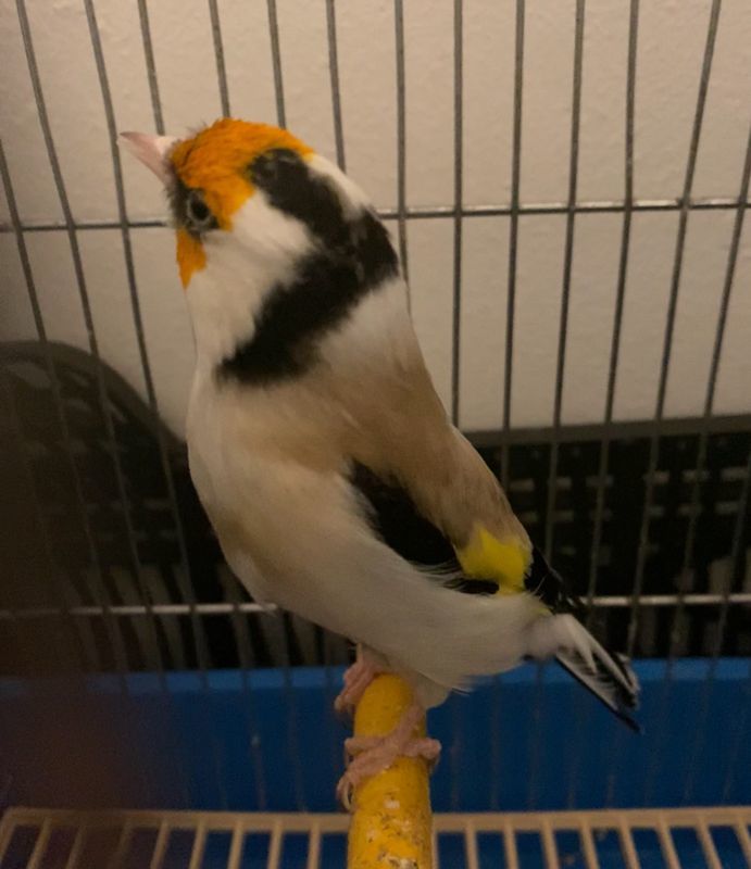 MALE CHARDONNERET MAJOR 0 78130 Les mureaux