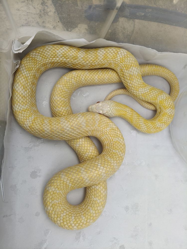 Trio adulte Reproducteur &eacute;laphe Climacophora 
500 91070 Bondoufle