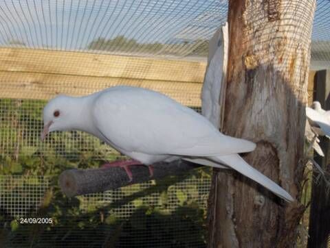 Colombe tourterelle blanche femelle 20 93100 Montreuil