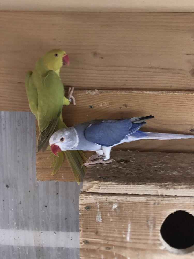 Grandes perruches 1 07380 Meyras