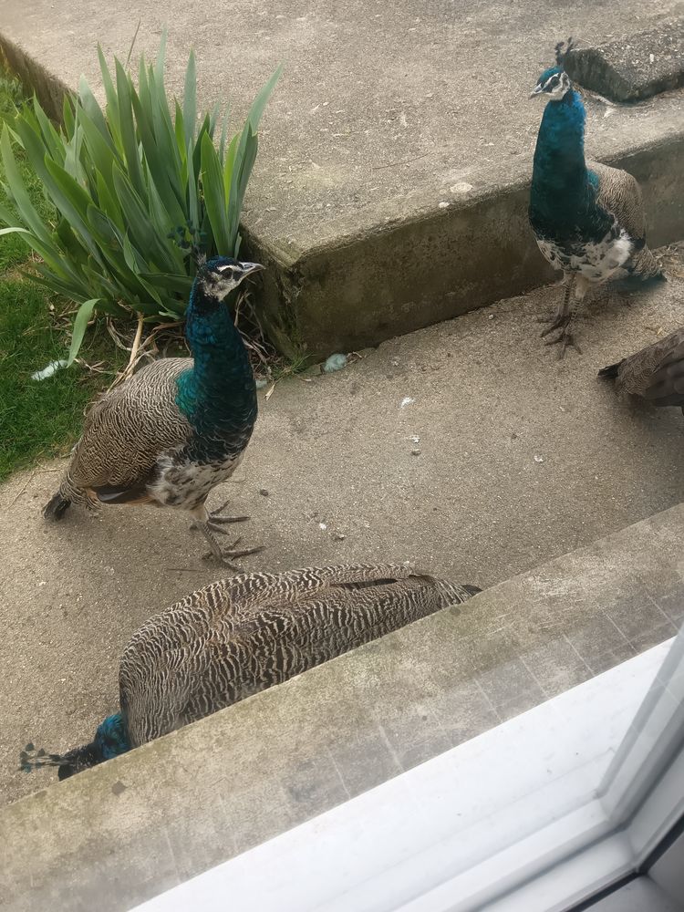 Male paon 50 80140 Huppy