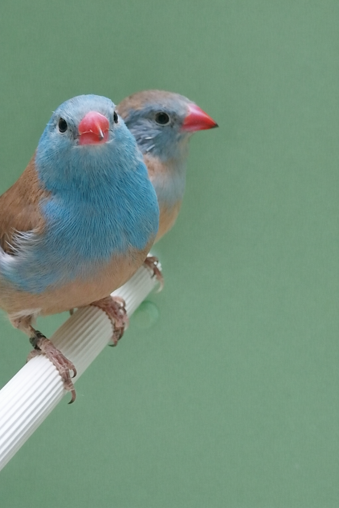 Cap bleu cyanoc&eacute;phale
Uraeginthus cyanocephalus 150 60180 Nogent-sur-oise