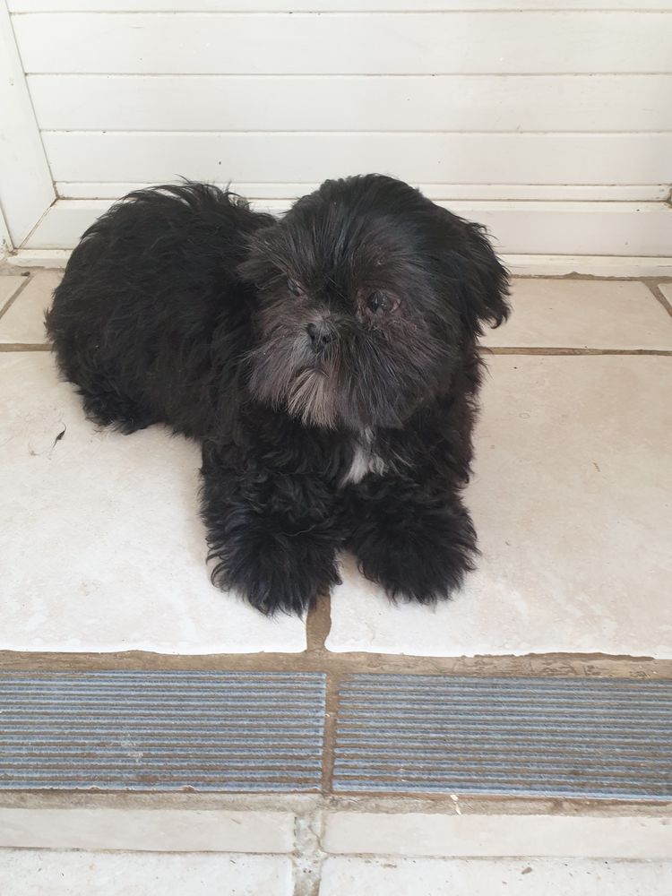 SPLENDIDE SHIH TZU M&Acirc;LE NOIR BLEUT&Eacute;. 580 86400 Civray