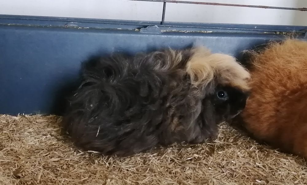 Femelle cochon d Inde 30 62770 Saint-georges