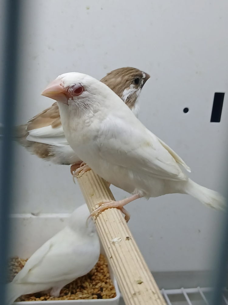 Moineaux du japon diverces colories et mutations 10 60180 Nogent-sur-oise